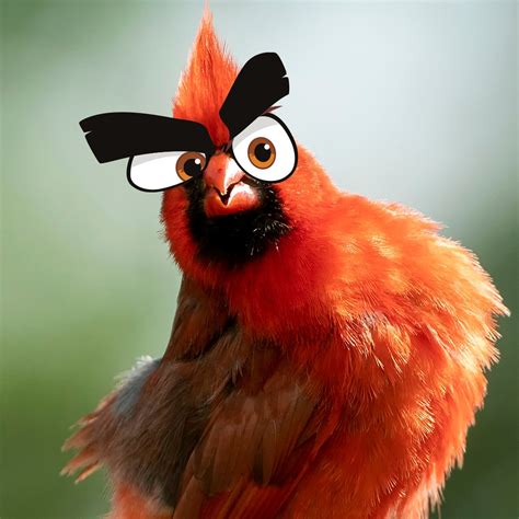 Red The Angry Bird On Twitter This Is What REAL Birds Should Look Like