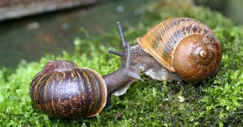 Bizarre Snail Born With Swirl On The Wrong Side Finds True Love With