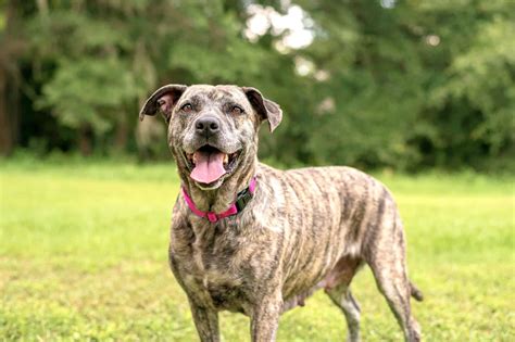 Brown Pitbull Boxer Mix Puppy