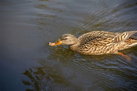 Waterfowl In The Environment Stock Photo Download Image Now Animal