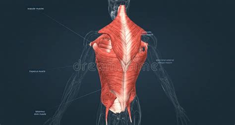 Human Muscles Of The Torso Stock Illustration Illustration Of Muscles