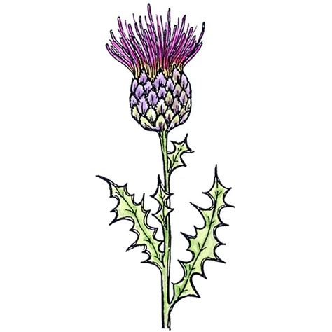 Thistle Clipart Free Download On Clipartmag