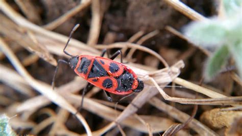 Scorpions will keep coming from: Box Elder and Elm Seed Bugs - Accurate Pest Control Utah