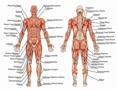 Different Muscle Groups To Work Out Just Fitness Hub