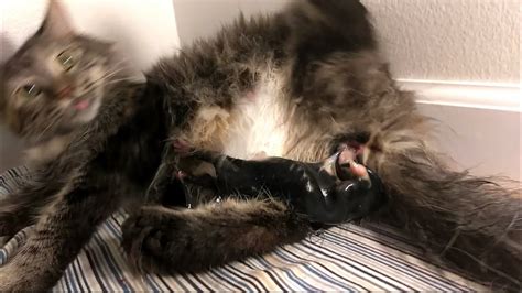 My Cat Giving Birth Youtube