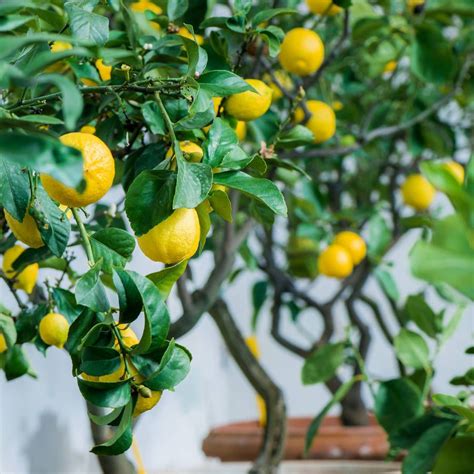 Lemon Plant At Rs 100piece Lemon Plant नींबू का पेड़ लेमन ट्री