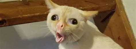 Story Of The Coughing Cat 10 Funny Coughing Cat Images And Memes