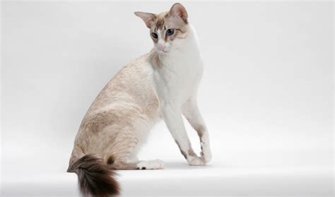Balinese Cat Breed Information Cat Breeds At Thepetowners