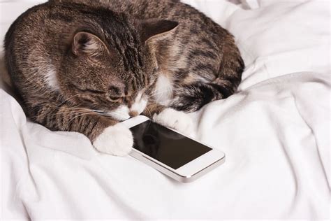 Cat Looks Into The Phone · Momento Tv