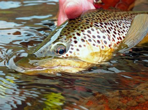 Brown Release Best Fishing Fly Fishing Fishing Photography Brown
