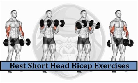 9 Best Short Head Bicep Exercises ️ Official 2023