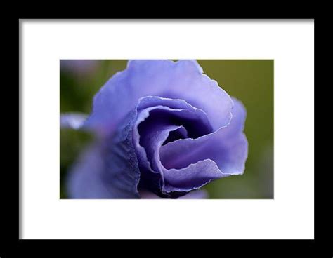 True Heart Framed Print By Michiale Schneider Blue Flowers Garden Flowers Rose Of Sharon
