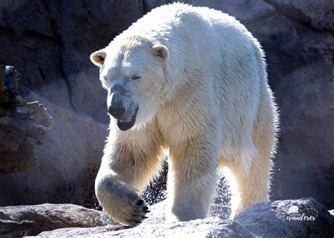 35+ Calming Live Animal Cams that Bring Wildlife to You