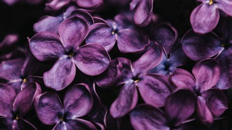 Dark Purple Lilac Spring Flowers K HD Flowers Wallpapers HD Wallpapers ID
