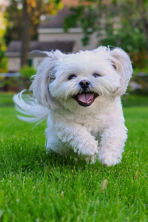 The Best Small Dog Breeds For Low Maintenance Owners Babelbark