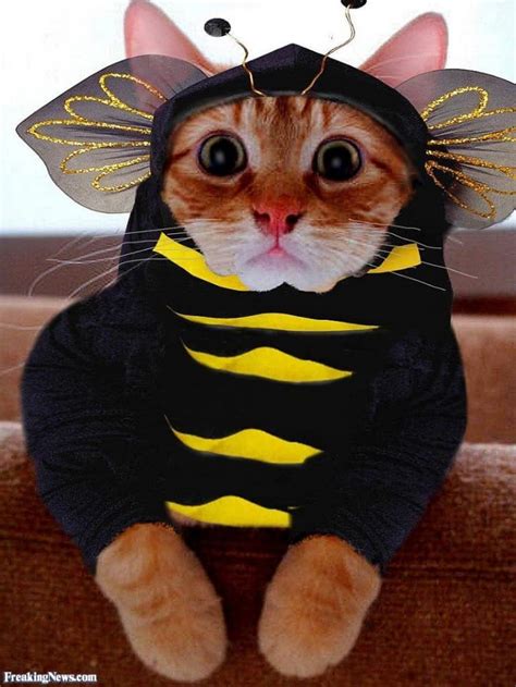 Adorable Cats In Costumes That Will Brighten Up Your Day