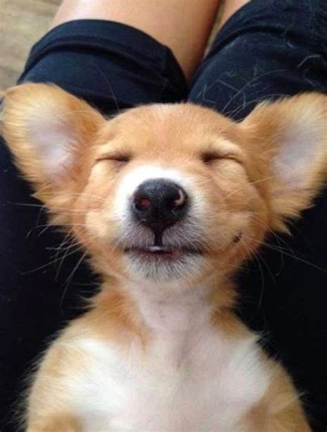 5 Most Adorable Smiling Puppy Faces You Have Ever Seen The Pets