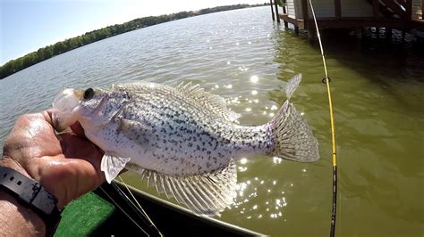 Great Summer Crappie Fishing Tactic Youtube