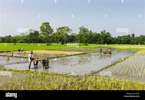Rice Cultivation Assam Hi Res Stock Photography And Images Alamy