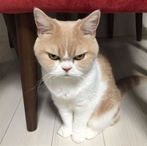Move Over Grumpy Cat Angry Cat Is The New Star Of The