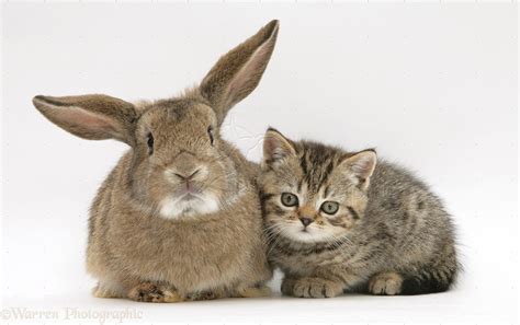 Pets Kitten And Rabbit Photo Wp22538