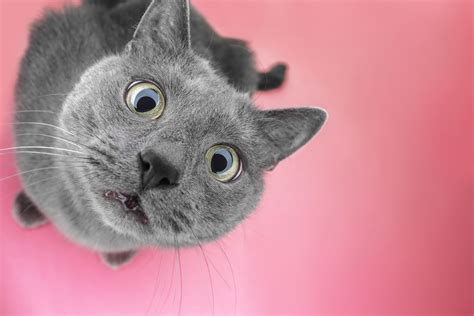 Cats can literally make you crazy. wait! Cat Symptom Checker | Cat symptoms, Grey cats, Cat sitting