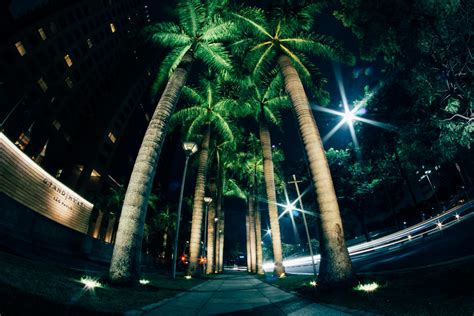 Grüne Palmen Auf Der Straße Während Der Nacht · Kostenloses Stock Foto