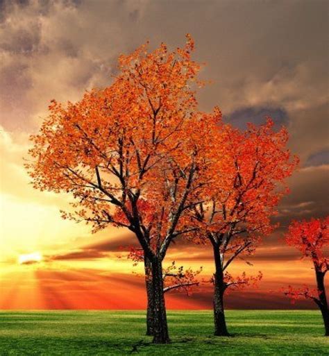 Beautiful Fall Trees