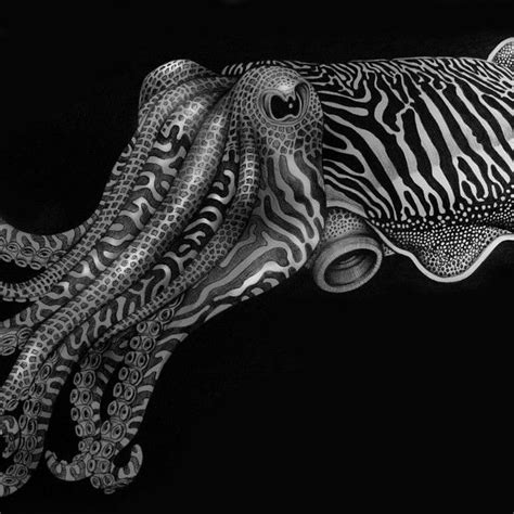 Tim Jeffs Art On Instagram “detail Of My Cuttlefish Pen Drawing
