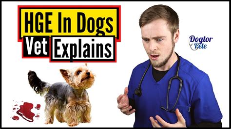 Hemorrhagic Gastroenteritis In Dogs You Need To Watch This To Save
