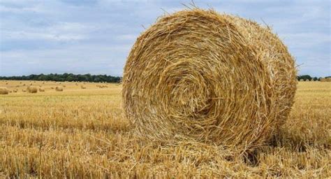 What Is Hay Made Of Comparison Between Hay And Straw Sand Creek Farm