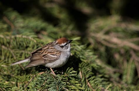 6 Species Of Sparrows With Striped Heads Inc Awesome Photos Birds