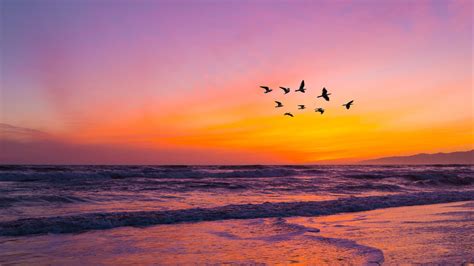 Download Wallpaper 3840x2160 Birds Flock Sunset Beach 4k Uhd 169 Hd