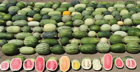 Harvesting Genes To Improve Watermelons Boyce Thompson Institute