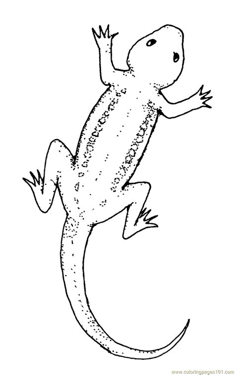 Lizard Coloring Page For Kids Free Lizard Printable Coloring Pages