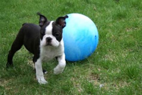 Boston terrier puppies, troy, missouri. 55+ Most Cute Boston Terrier Puppy Pictures And Images