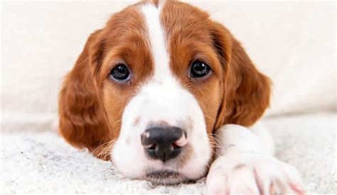 Irish Red And White Setter Puppy Area