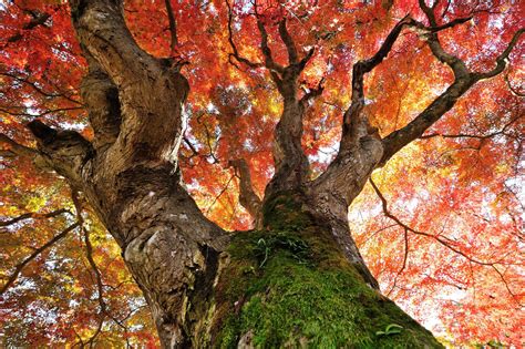 Wallpaper Trees Fall Plants Branch Formation Autumn Leaf