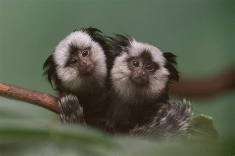 Twin Juvenile Geoffroys Marmosets Snuggle Up On A Branch