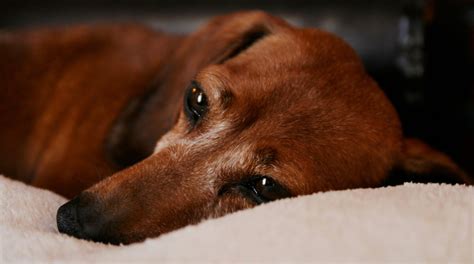 Why Do Dogs Cry Welcome To The Sausage Dog World