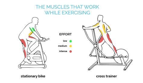 What Muscles Does A Stationary Bike Work