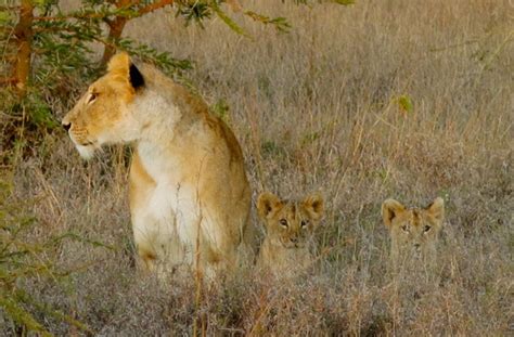 Collaring A Lion For Conservation Africa Geographic