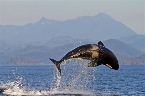 Spectacular Breaching Orca Photo Information