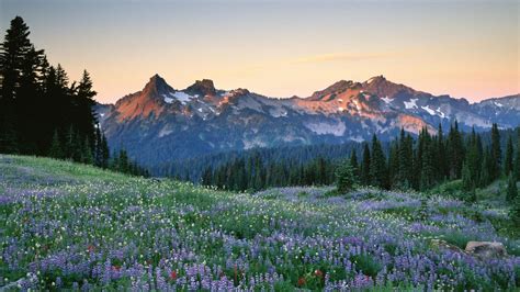 Mount Rainier National Park Wallpapers Wallpaper Cave