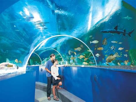 Blue Reef Aquarium Hastings Whats On Attractions Within 25 Miles