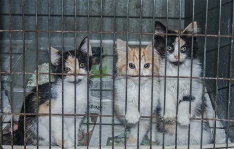 3 Shelter Kittens Usa Pet Cover