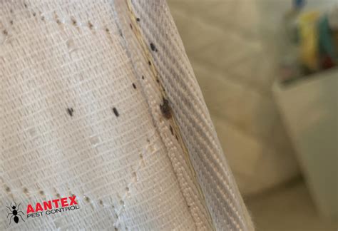 The Worst Pests Require Professional Pest Management Aantex