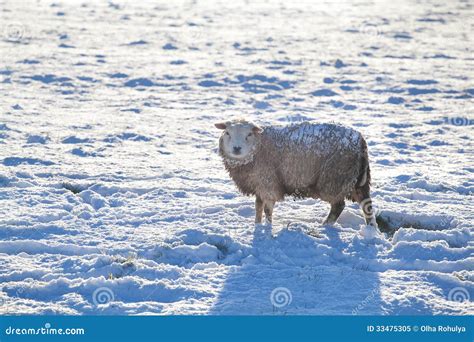 Sheep On Snow In Winter Stock Image Image Of Countryside 33475305