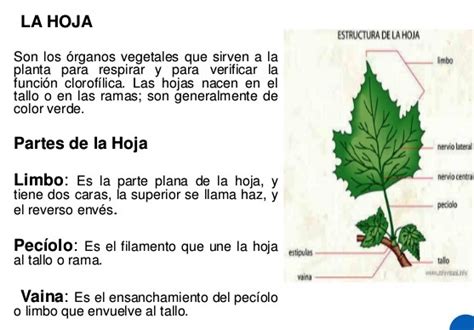 Rodea y protege la célula. ¿Cuál es la función de las hojas en las plantas? - Las plantas