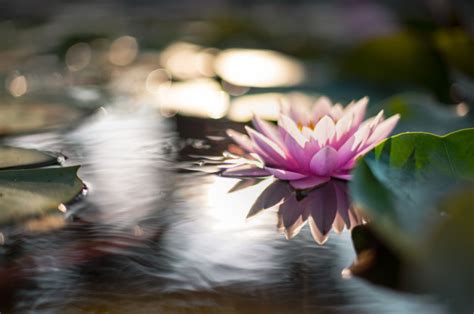Beautiful Lotus Flower On The Water After Rain In Garden
